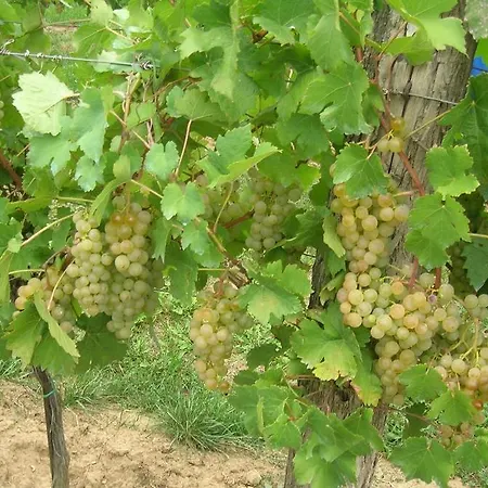 Weinbauernhof Vier Jahreszeiten Staatz