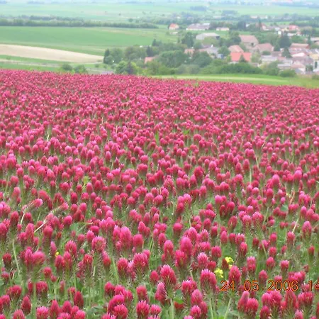 Weinbauernhof Vier Jahreszeiten * Staatz