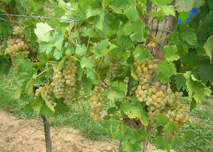Weinbauernhof Vier Jahreszeiten Staatz