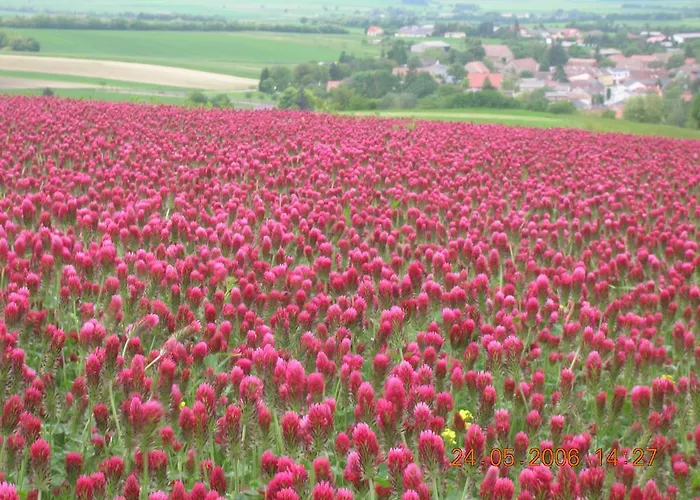 Weinbauernhof Vier Jahreszeiten * Staatz